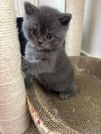 Laatste sociale brits korthaar (blue/grijs) vrouw, Dieren en Toebehoren, Katten en Kittens | Raskatten | Korthaar, Poes, Gechipt
