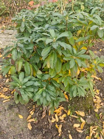 Rododendron struik, ca. 70cm beschikbaar voor biedingen