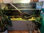 Aquarium 130cmx50cmx60cm (voor bv waterschildpad) EXCL KAST, Dieren en Toebehoren, Ophalen, Zo goed als nieuw, Leeg aquarium