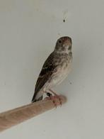 Witstuit edelzanger - serinus leucopygius, Meerdere dieren, Tropenvogel, Geringd