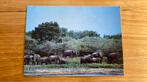 Ansichtkaart: wilde olifanten - Yala safari park Sri Lanka, Ophalen of Verzenden, 1980 tot heden, Wild dier