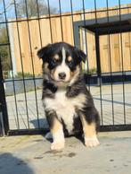 Mooie pups kruising Husky x Australian Shepherd, Parvo, 8 tot 15 weken, Groot, Meerdere