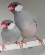 Koppel rijstvogels opaal, Meerdere dieren, Geringd