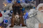Duitse boxerpuppy's met FCI-papieren, Nederland, Rabiës (hondsdolheid), Overige rassen, 8 tot 15 weken