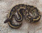 Koningspython's, Dieren en Toebehoren, Slang, 0 tot 2 jaar