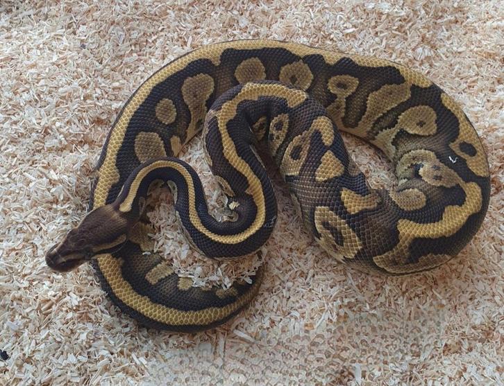 Koningspython's, Dieren en Toebehoren, Reptielen en Amfibieën, Slang, 0 tot 2 jaar