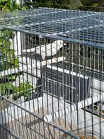 Volierevogels, Dieren en Toebehoren, Vogels | Overige Vogels, Meerdere dieren, Tropenvogel, Geringd