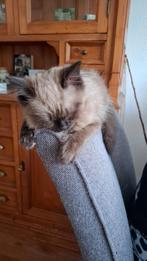 Ragdoll kitten te koop (kater), Dieren en Toebehoren, Katten en Kittens | Raskatten | Langhaar, Poes, Ontwormd, 0 tot 2 jaar
