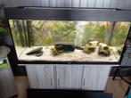 Juwel Rio 180 inclusief kast ect., Dieren en Toebehoren, Vissen | Aquaria en Toebehoren, Ophalen, Zo goed als nieuw, Gevuld zoetwateraquarium