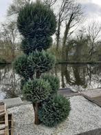 conifeer, bolboompje, bolconifeer, Tuin en Terras, Planten | Bomen, Ophalen