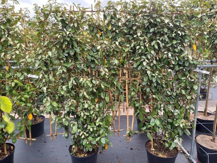 Elaeagnus kant en klaar haag en leiboom, Tuin en Terras, Planten | Bomen, Overige soorten, 100 tot 250 cm, Halfschaduw, Ophalen