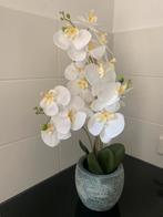 Orchidee in pot, Ophalen, Zo goed als nieuw
