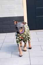 American Hairless Terriër/Amerikaanse Naakthond, Dieren en Toebehoren, Parvo, 8 tot 15 weken, Eén hond, Nederland