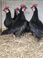 Spaanse witwang kippen. kriel, Dieren en Toebehoren, Vrouwelijk, Kip