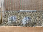 8 stuks snow flake kwartels, Dieren en Toebehoren, Pluimvee, Meerdere dieren, Overige soorten