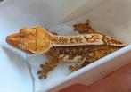 Tricolor wimpergekko vrouw, Hagedis, 0 tot 2 jaar