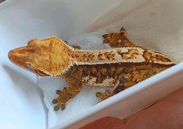 Tricolor wimpergekko vrouw  beschikbaar voor biedingen