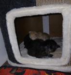 Main coon kittens nog 1 poesje beschikbaar., Dieren en Toebehoren, Meerdere dieren, Gechipt