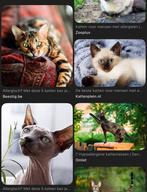 Wij zijn op zoek naar een kat, Siberische kat, Balinees….., Dieren en Toebehoren, Kater