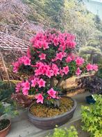Kwaliteits bonsai vanaf 19,50, Halfschaduw, Lente, Minder dan 100 cm, Ophalen