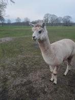 alpaca hengst, Mannelijk