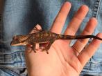 Jonge Sarasinorum, Dieren en Toebehoren, Reptielen en Amfibieën, Hagedis, 0 tot 2 jaar