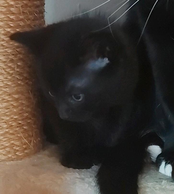 Kittens, Dieren en Toebehoren, Kattenbakken, Nieuw, Ophalen