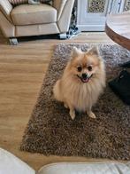 Hond, Dieren en Toebehoren, Reu, 1 tot 2 jaar, Eén hond, Nederland