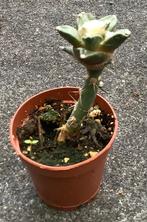 Cactus, Ariocarpus, Huis en Inrichting, Kamerplanten, Ophalen of Verzenden, Cactus, Volle zon, Minder dan 100 cm