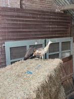 Te koop 1 wildkleur pauw kuiken, Dieren en Toebehoren, Pluimvee, Geslacht onbekend, Overige soorten