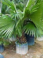 10 x Livistona Rotundifolia palmboom zaden, Ophalen, Gehele jaar, Volle zon, Zaad