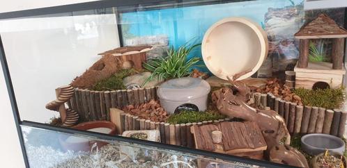 Hamster terrarium 70*40*40 cm NIEUW, Dieren en Toebehoren, Knaagdieren en Konijnen | Hokken en Kooien, Nieuw, Hok, Minder dan 60 cm