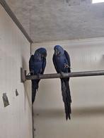 Gezocht diverse ara's en andere parkieten/papegaaien, Dieren en Toebehoren, Vogels | Parkieten en Papegaaien, Meerdere dieren