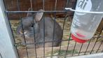 Dwerg feh tan ram, Dieren en Toebehoren, Konijnen, Mannelijk, Dwerg, 0 tot 2 jaar