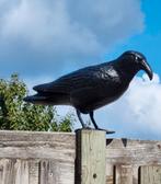 Forsale Vogel verjager voor balkon & tuin grote zwarte kraai, Ophalen of Verzenden, Zo goed als nieuw