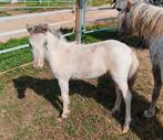 Stoer appaloosa mini hengstveulen zoekt 5 sterren huisje!, Dieren en Toebehoren, Pony's, 0 tot 2 jaar, Hengst, A pony (tot 1.17m)