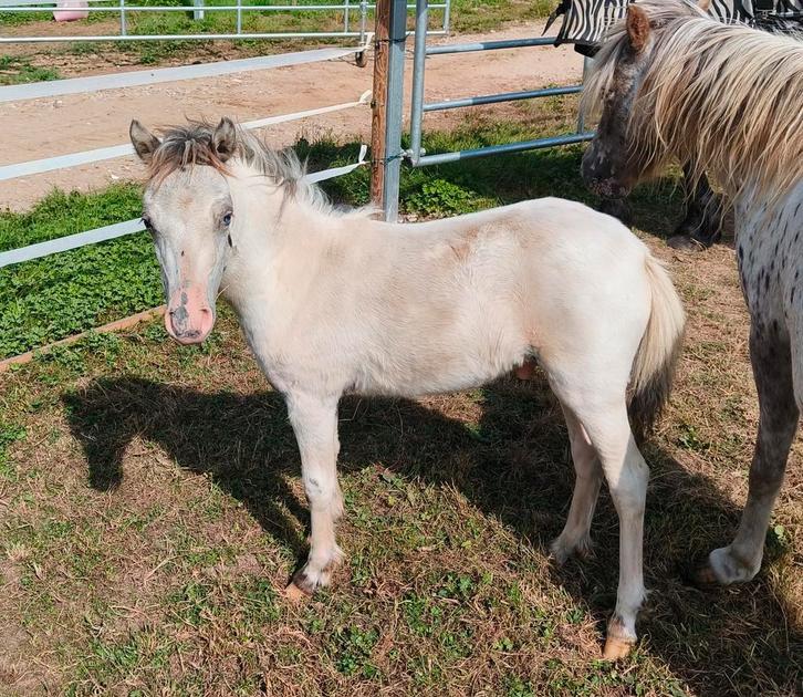 Stoer appaloosa mini hengstveulen zoekt 5 sterren huisje!, Dieren en Toebehoren, Pony's, Hengst, A pony (tot 1.17m), Recreatiepony