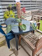 philodendron el choco red, Huis en Inrichting, Kamerplanten, Ophalen, Halfschaduw, Minder dan 100 cm