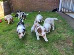 Australische herder / Australian Sheperd / Aussie pups, Dieren en Toebehoren, 8 tot 15 weken, Meerdere, Meerdere dieren, Herder