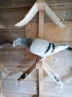 Rechtstreekse Gert Rotman, Dieren en Toebehoren, Vogels | Duiven, Vrouwelijk, Postduif