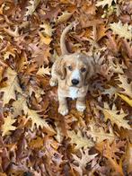 Engelse cocker spaniël, Dieren en Toebehoren, Rabiës (hondsdolheid), 15 weken tot 1 jaar, Reu, Eén hond