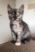 Half Maine Coon Kittens, Dieren en Toebehoren, Katten en Kittens | Raskatten | Langhaar, Poes