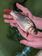 Spiegelkarper hongaarse, franse, nederlandse, karpers, Karper of Koi