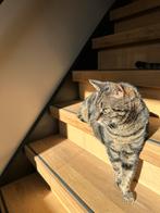 Twee katers zoeken rustig (buiten) huis, Dieren en Toebehoren, Katten en Kittens | Overige Katten, Kater, Kortharig, 6 jaar of ouder
