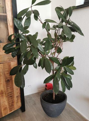 Plant met bloempot beschikbaar voor biedingen