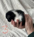 Lief cavia beertje zoekt een huisje!, Dieren en Toebehoren, Cavia, Mannelijk, December, Tam