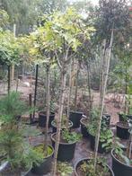 Acer brillantissimum, Bloeit niet, Halfschaduw, Overige soorten, 100 tot 250 cm