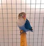 agapornis dwergpapegaai, Geslacht onbekend, Dwergpapegaai of Agapornis, Tam