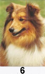 K535 ansichtkaart nr6 shetland sheepdog, Ophalen of Verzenden, Ongelopen