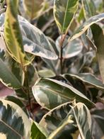 Ficus Elastica Tineke XL - Kamerplant, Ophalen, Ficus, 100 tot 150 cm, Halfschaduw
